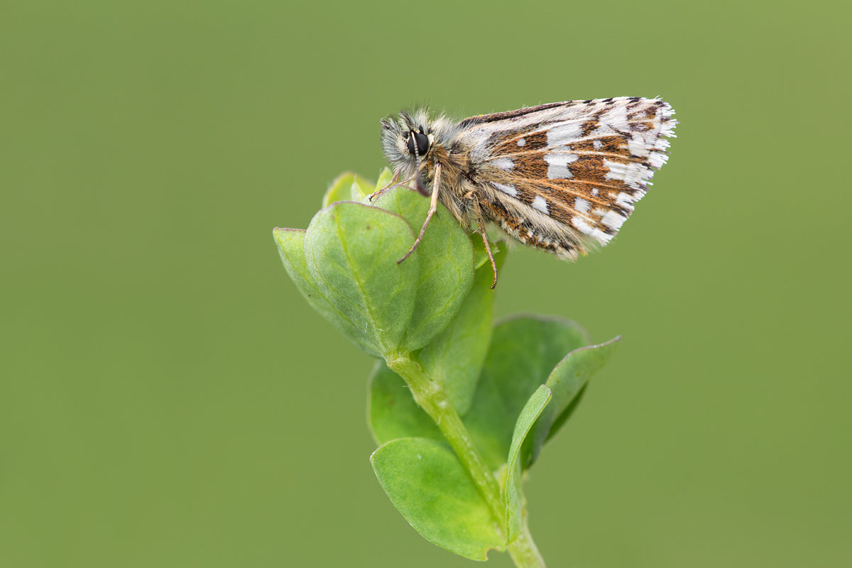 Grizzled Skipper 4